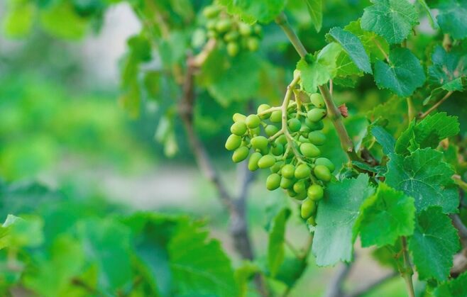Lá nho: Dân Việt chả ai ăn nhưng nó là siêu thực phẩm đấy!